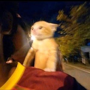 Meet your Posher, Diana